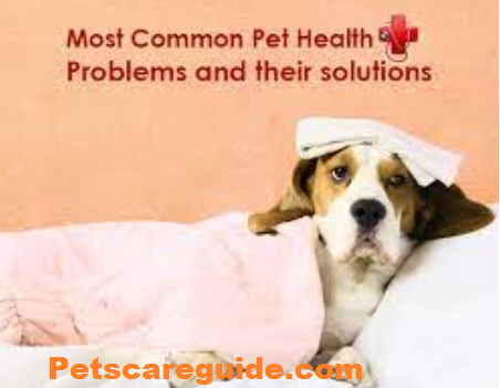 5 Common Dog Health Problems and Solutions 