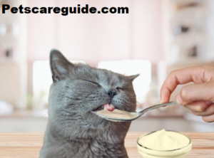 cat eating Creamy Treats: Creamy Cat Food or Yogurt