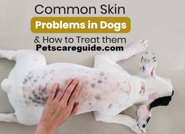 Dogs Most Popular Skin Issues 2024