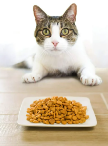 Purina Pro Plan Focus Indoor Care Adult Cat Food