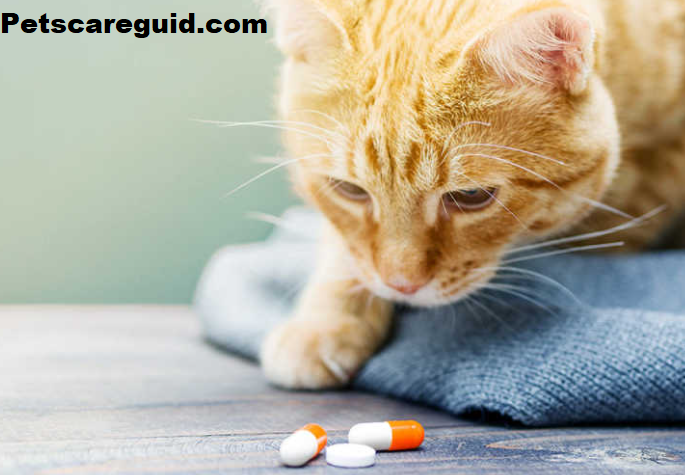 Top 5 Best Foods To Hide Medication In It For Cats