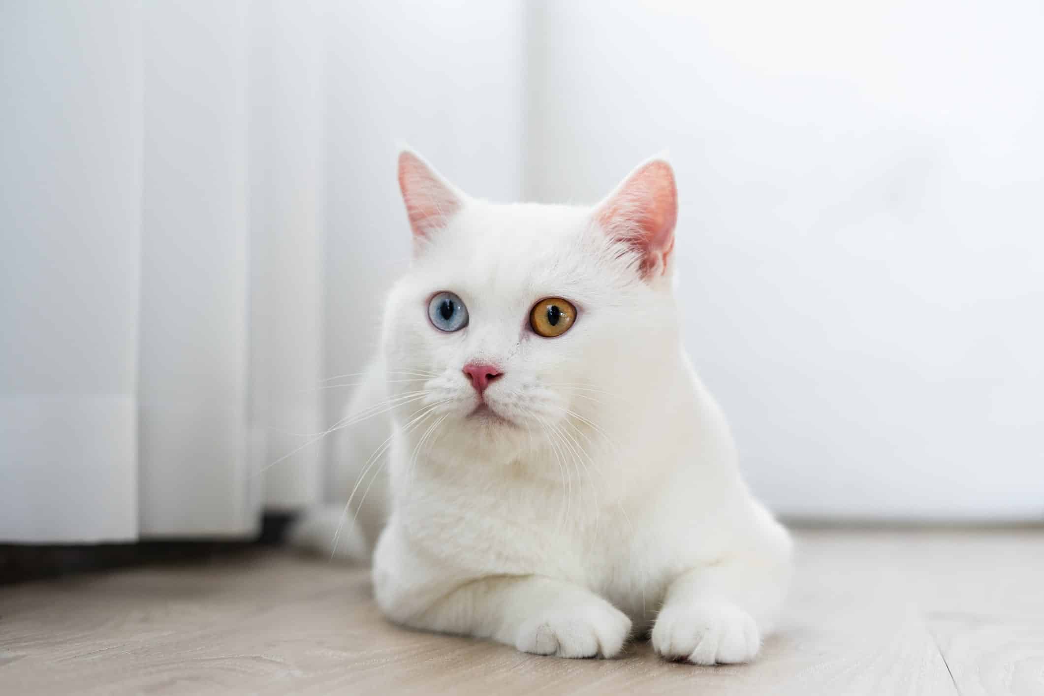 10 Different Types of White Cat Breeds 2024 (Characteristics & More)