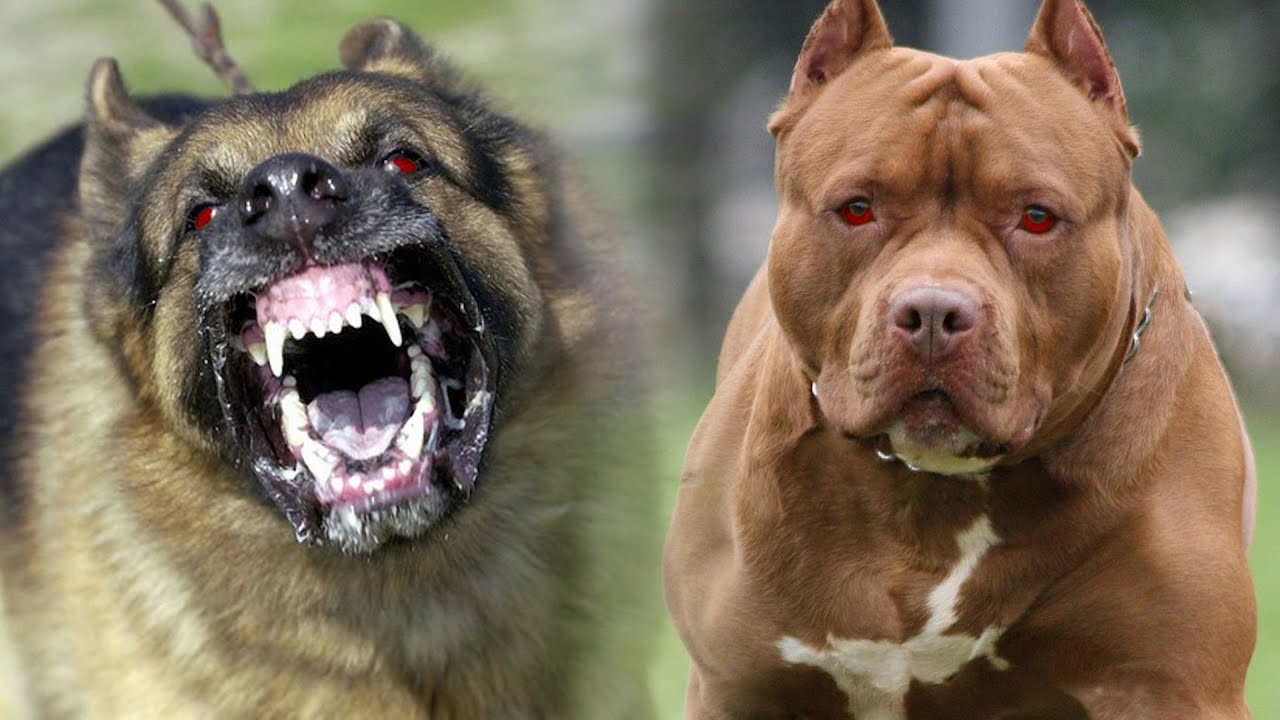 10 Most Dangerous Dog Breeds in the World 2024