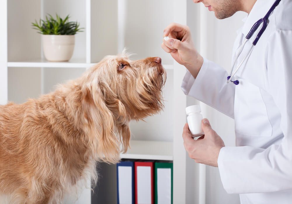 Amoxicillin Dose Best For Your Dog