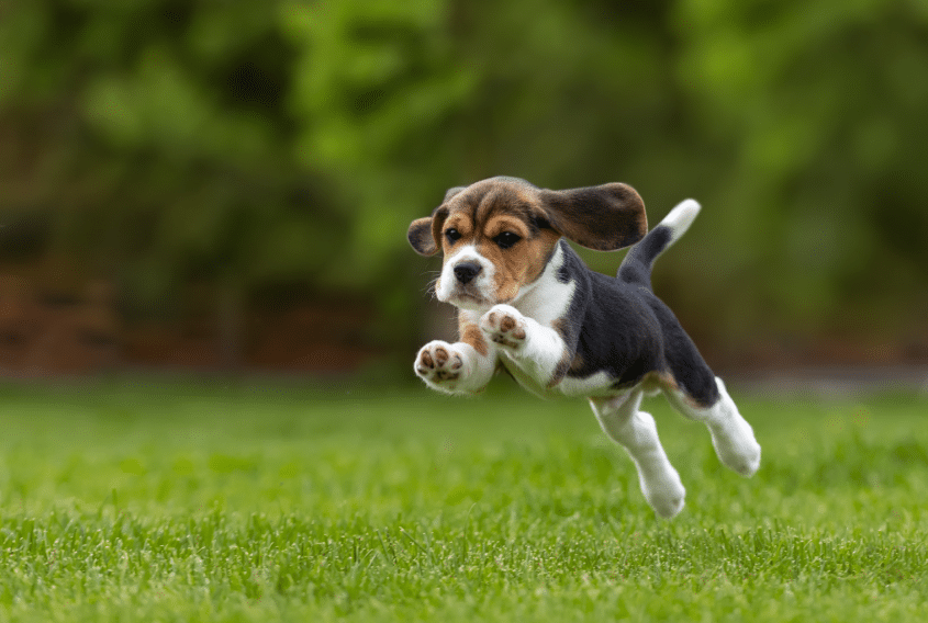 Top 10 Most Affordable Dog Breeds in 2024 
