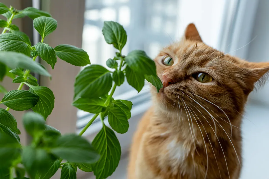 Best Natural Calming Herbs and Supplements for Cats